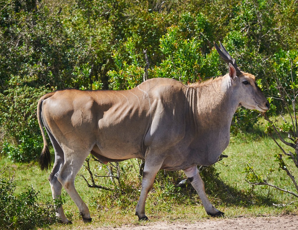 Big Eland